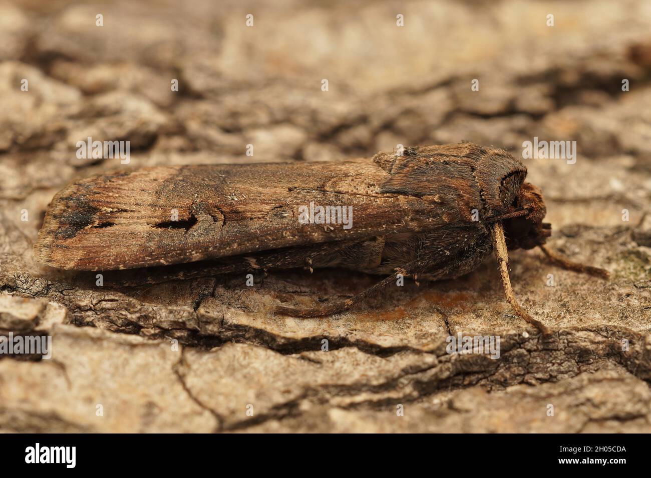 Closeup of the dark sword-grass moth,Agrotis ipsilon Stock Photo