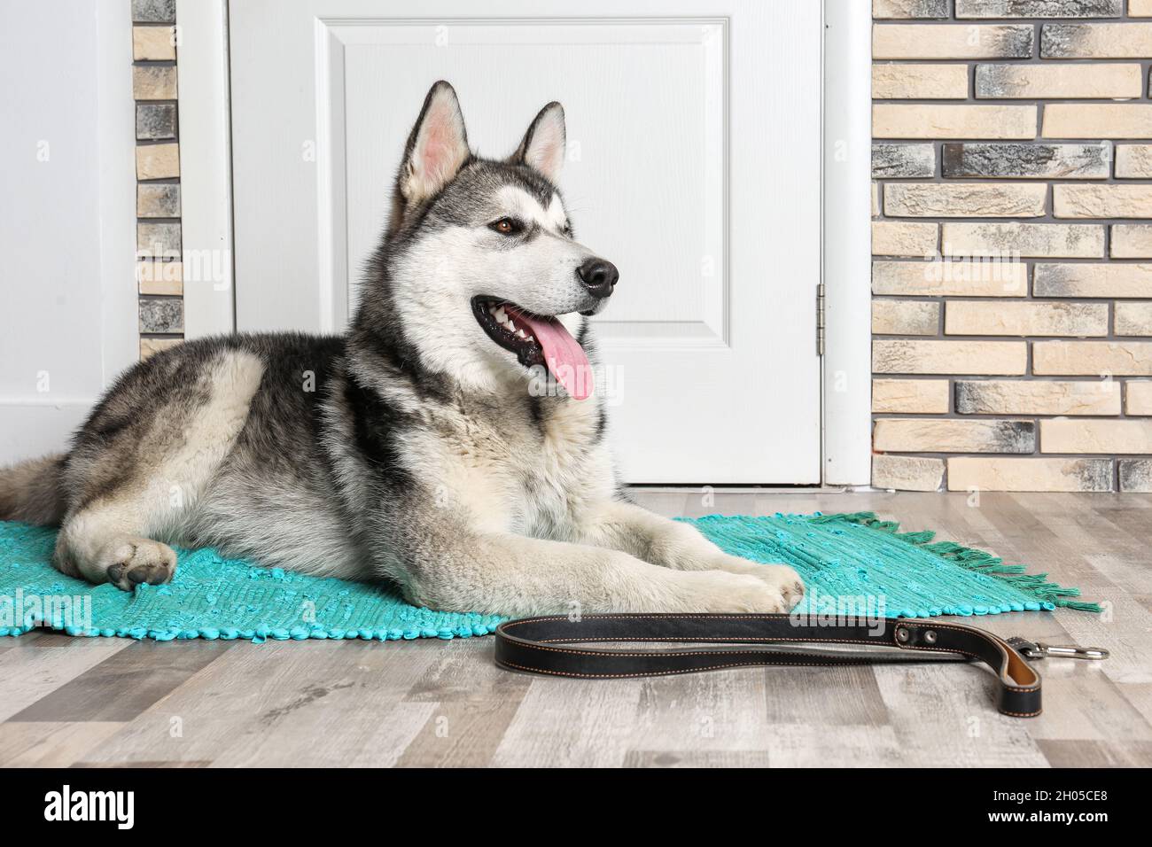Cute Alaskan Malamute dog with leash lying on floor near door Stock ...