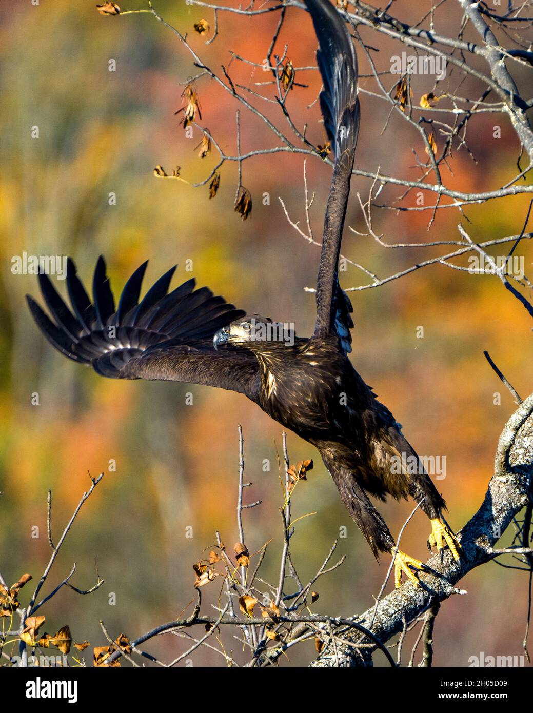 Juvenile Bald Eagle flying away with spread wings with a autumn blur background in its
