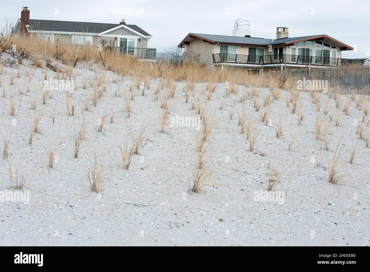 Beach grass planting to deter soil erosion and protect shoreline properties Stock Photo