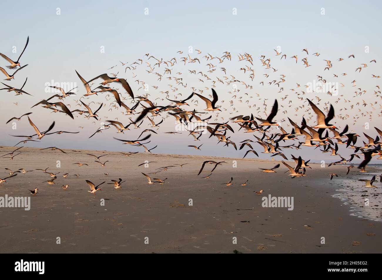 Black skimmer flock at the shore Stock Photo