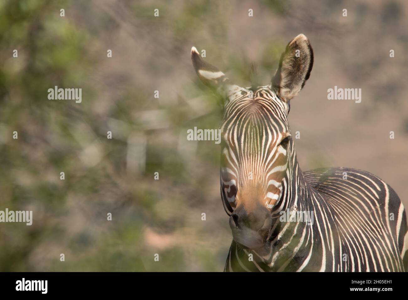 A zebra in a hot, harsh African landscape. Stock Photo
