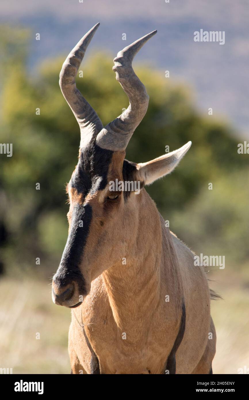 A portrait of a Hartebeest on a hot day in South Africa. Stock Photo
