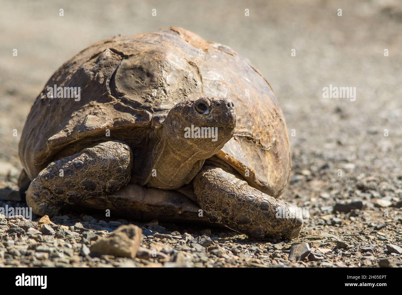 A large tortoise on a hot tar road. Stock Photo