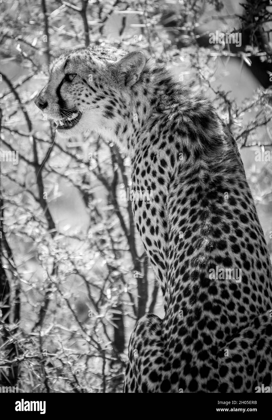 An African cheetah on a fresh kill. Stock Photo