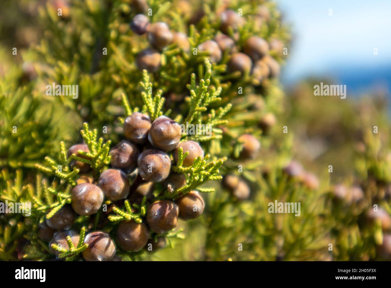 Green Juniperus excelsa with berries, the Greek juniper evergreen tree vibrant close-up with blurred seascape background. Mediterranean sea, Greece Stock Photo