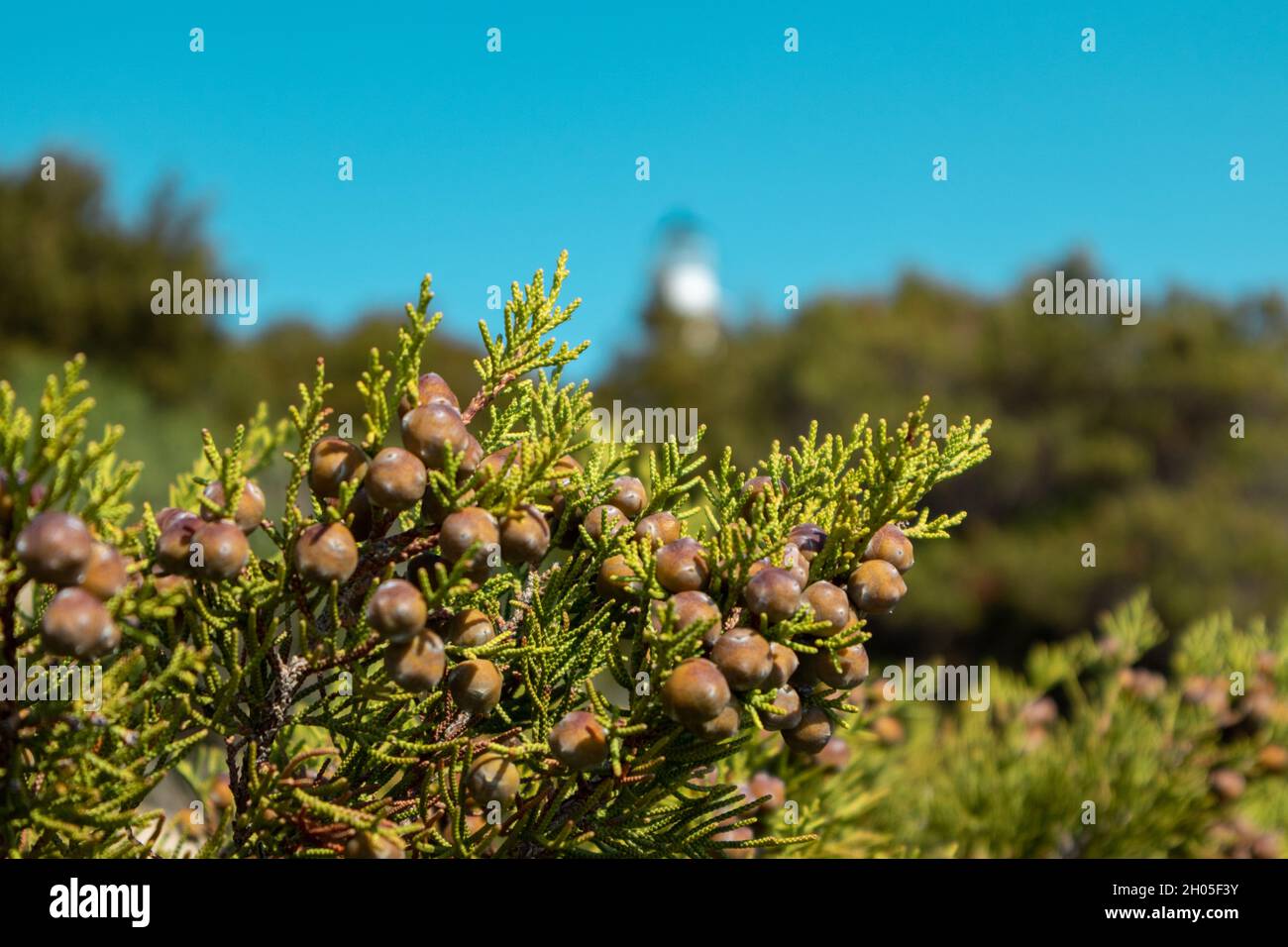 Green Juniperus excelsa berries, the Greek juniper evergreen tree branch fur vibrant close-up with blurred blue sky background, Mediterranean sea, Gre Stock Photo