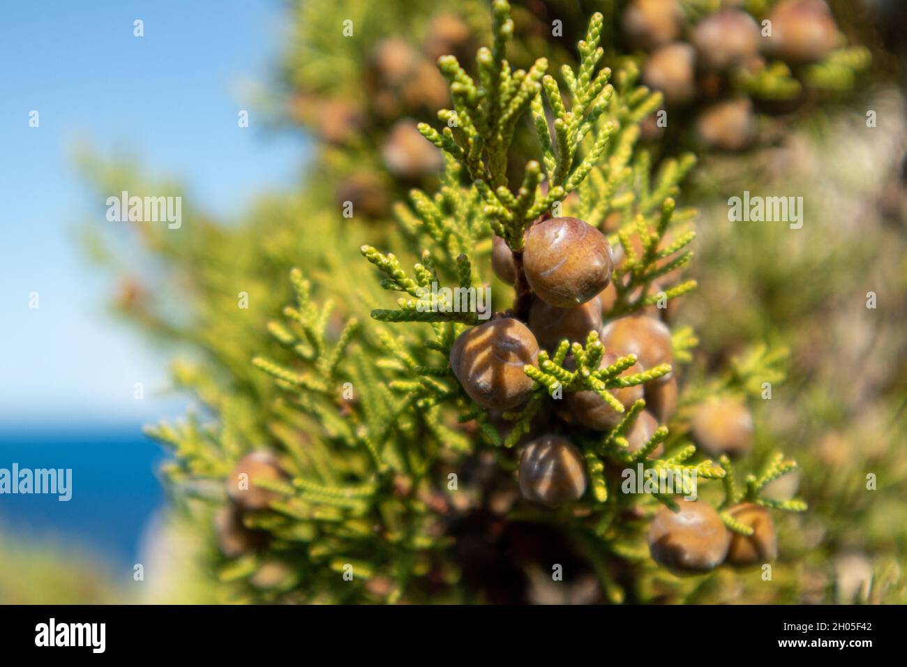 Green Juniperus excelsa berries, the Greek juniper evergreen tree branch vibrant close-up with blurred blue background, Mediterranean sea, Greece Stock Photo