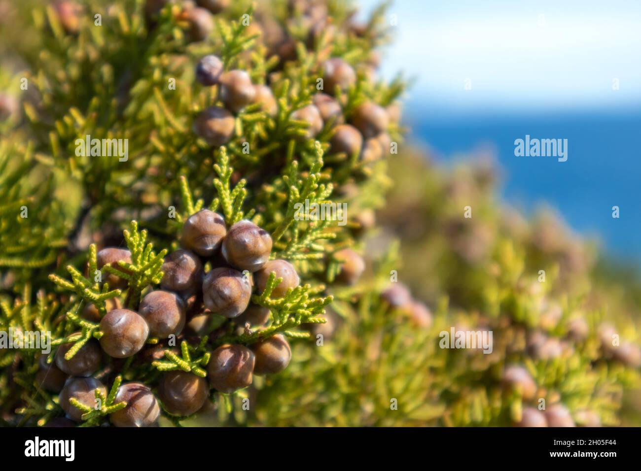 Green Juniperus excelsa with dry berries, the Greek juniper evergreen tree branch fur vibrant close-up with blurred sunny sea background. Mediterranea Stock Photo