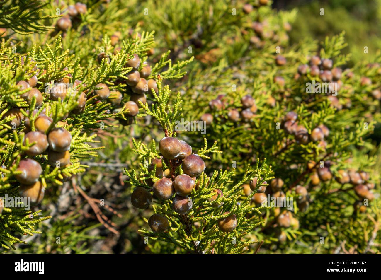 Green Juniperus excelsa with dry berries, the Greek juniper evergreen tree branch fur vibrant close-up, Mediterranean sea, Greece Stock Photo