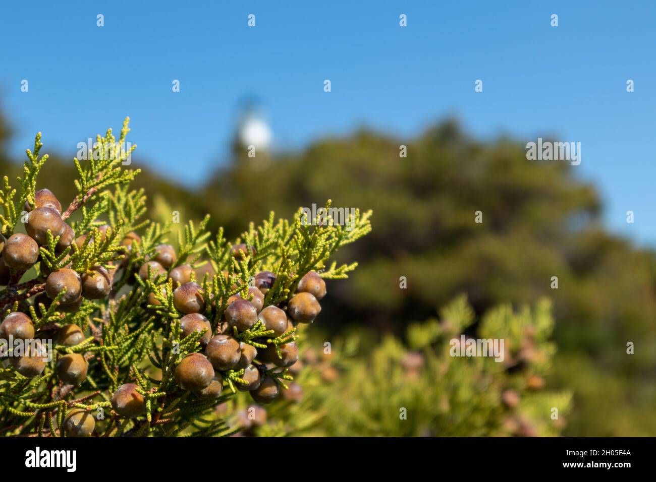 Green Juniperus excelsa with berries, the Greek juniper evergreen tree branch vibrant close-up with blur, Mediterranean sea, Greece Stock Photo