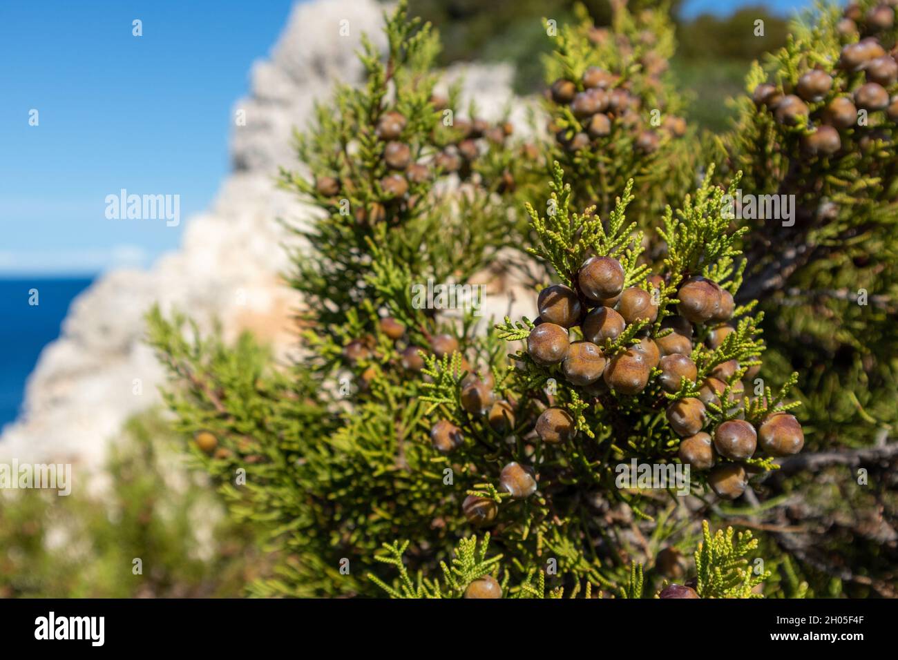 Green Juniperus bush with berries, the Greek juniper evergreen tree branch vibrant close-up with blurred rocky seascape background. Mediterranean sea, Stock Photo