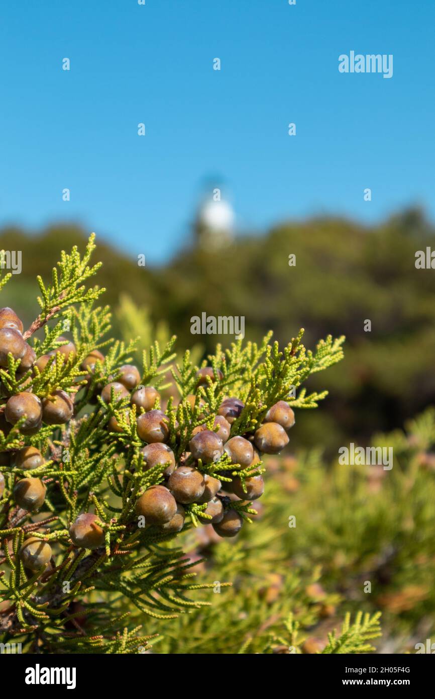 Green Juniperus excelsa with berries, Greek juniper evergreen tree branch fur vibrant close-up with blurred blue sky background, Mediterranean sea, Gr Stock Photo