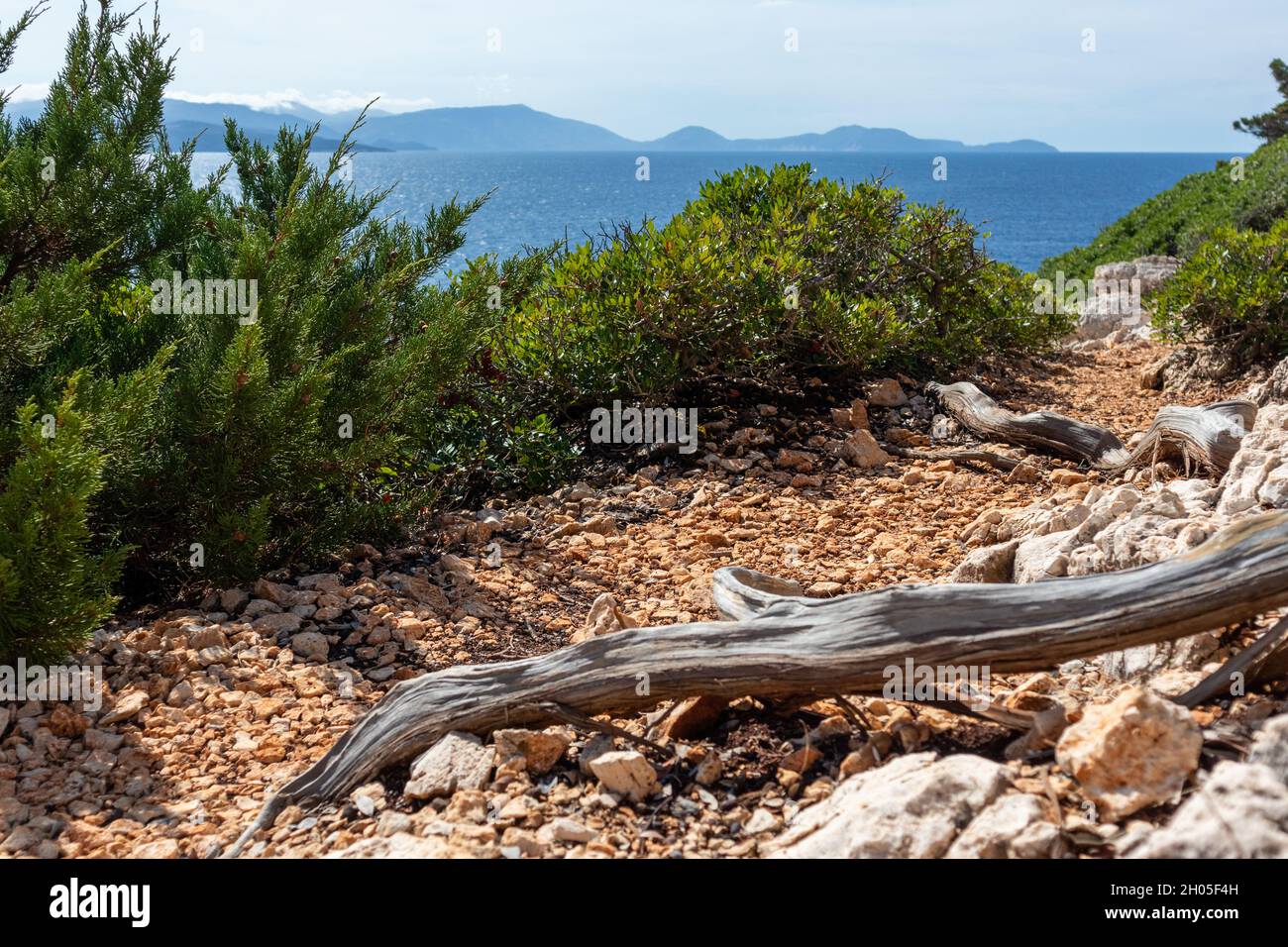 Rocky walking path with juniper roots close-up on green Greek island cliff on a bright clear blue day in Greece. Scenic wild travel destination. Lefka Stock Photo