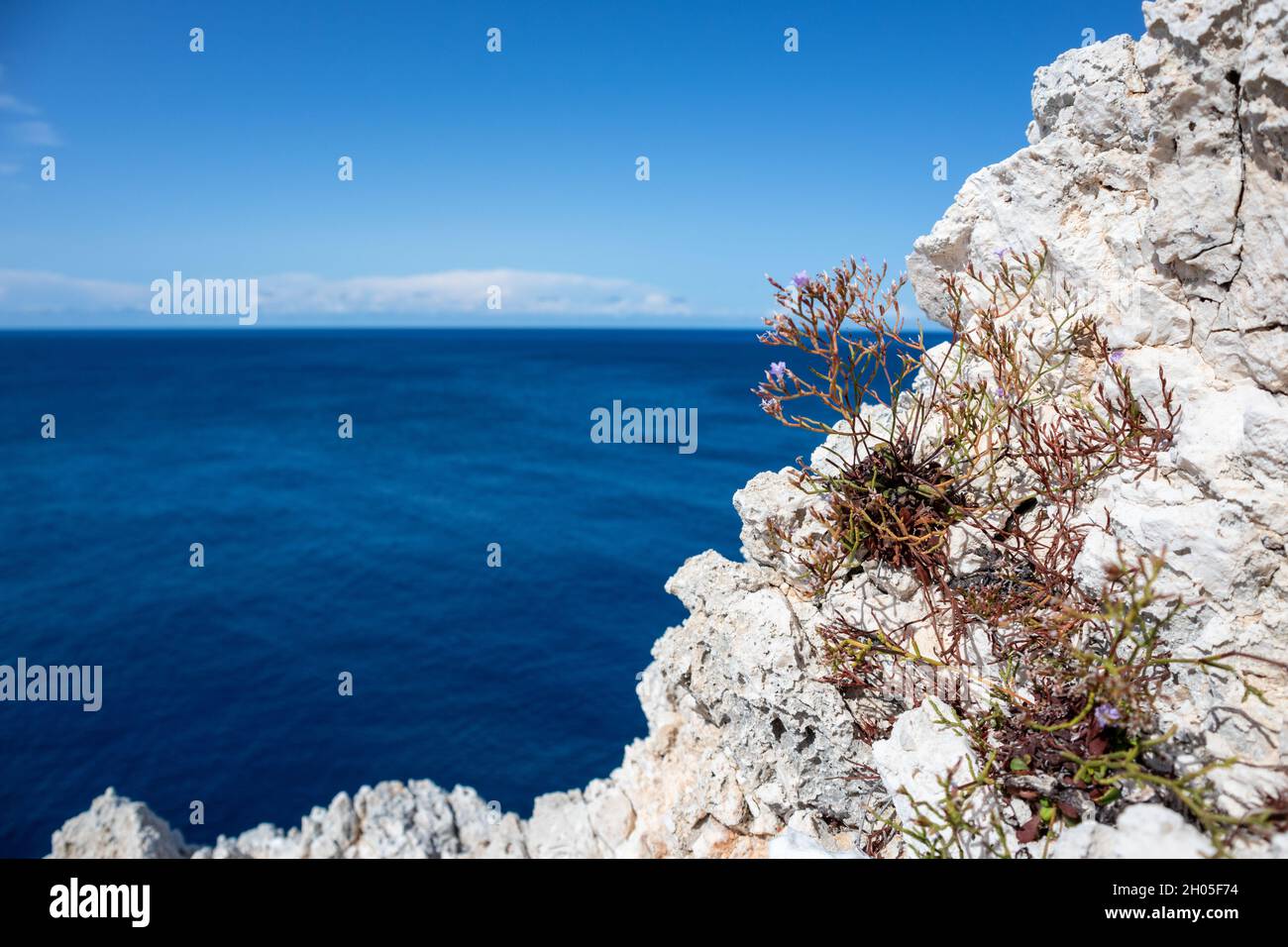 Rocky steep cliff with Limonium vulgare or Common Sea Lavender small grass close-up on blue vivid Ionian seascape background. Summer nature in Lefkada Stock Photo