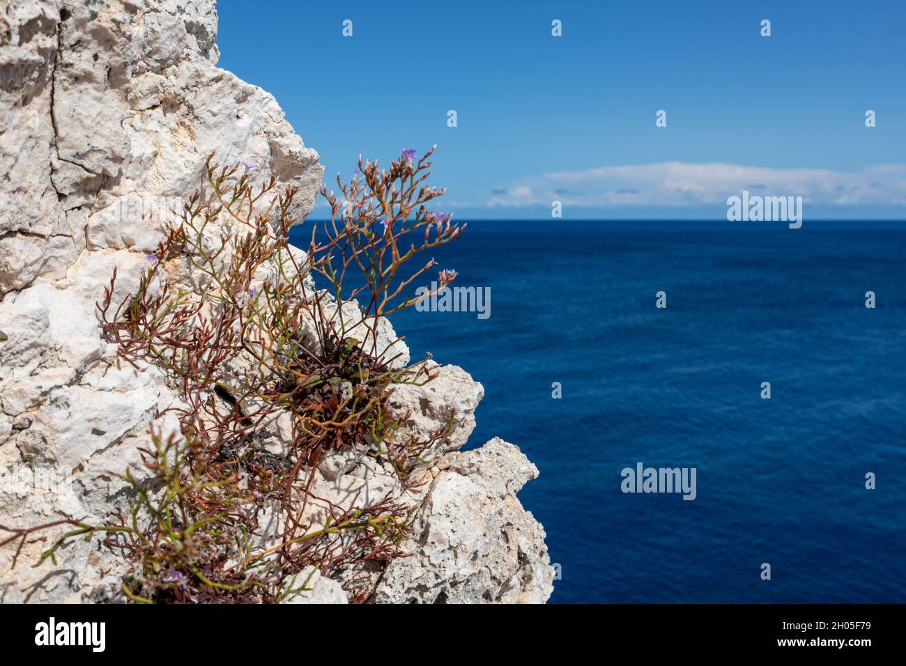 Rocky cliff with Limonium vulgare or Common Sea Lavender small grass close-up on blue vivid Ionian seascape background. Summer nature in Lefkada islan Stock Photo