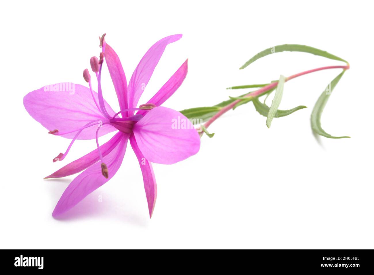 Pink Alpine willowherb flower isolated on white Stock Photo