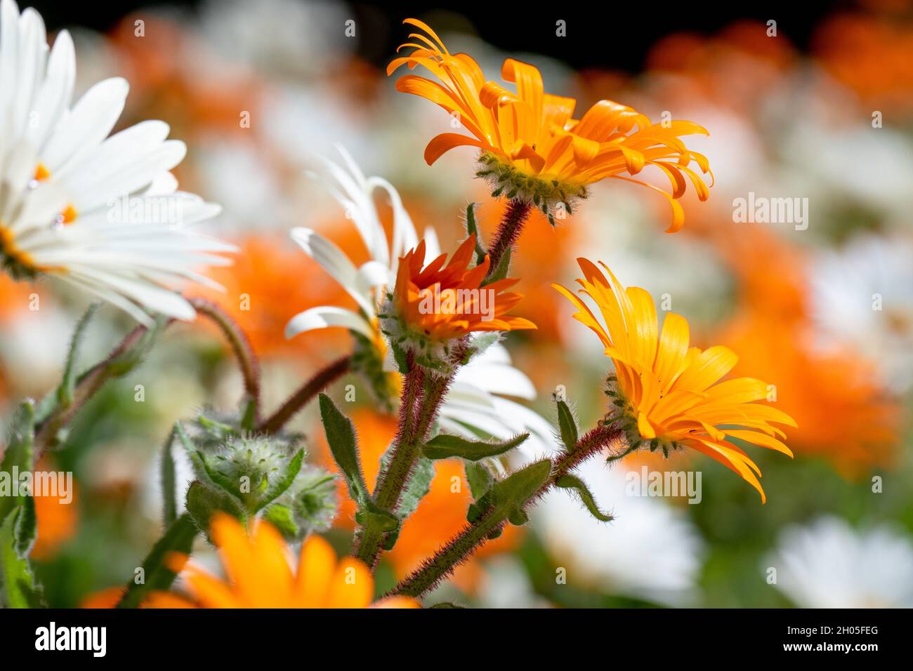 A field of white and orange flowers in Cape Town, South Africa. Stock Photo