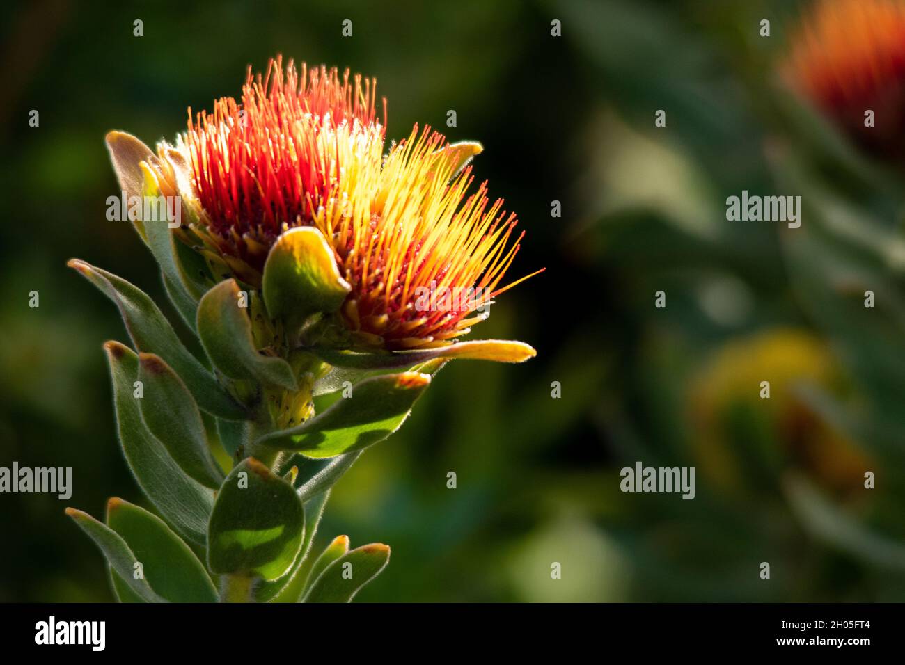 A close-up of a red and yellow Pincushion Protea (Leucospermum; R.Br.) Stock Photo