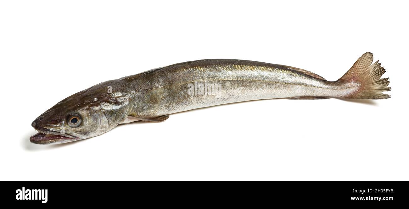 fresh Hake fish isolated on white background Stock Photo Alamy
