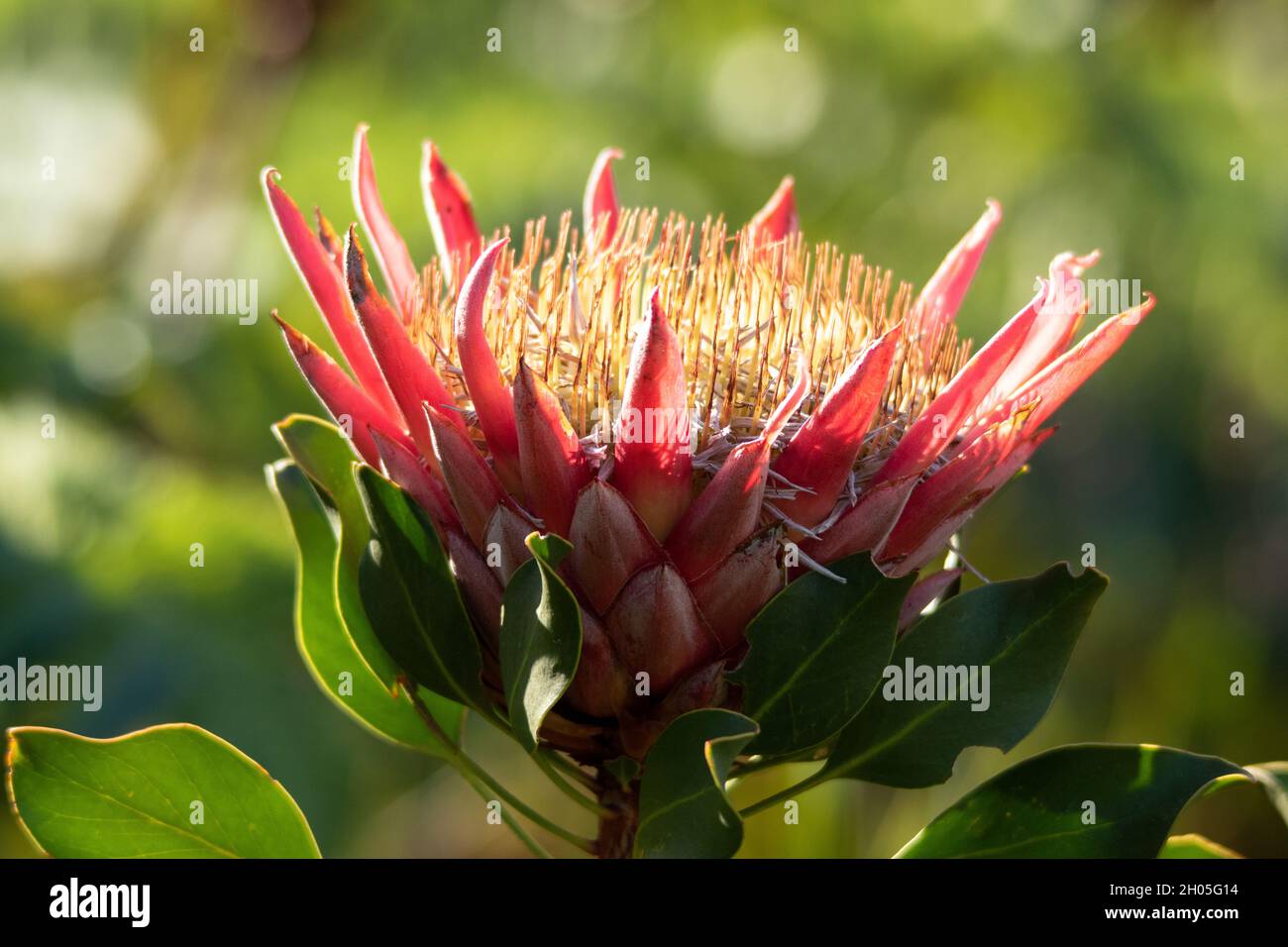 A pink King Protea (Protea cynaroides (L.) L.), in natural light at the Botanical Gardens in Cape Town, South Africa. Stock Photo