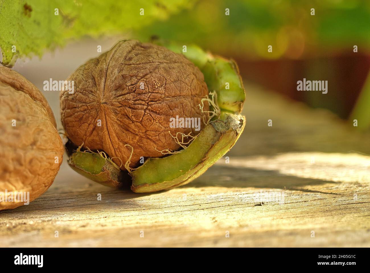Fresh walnut in the shell with part of green husk attached and leaves