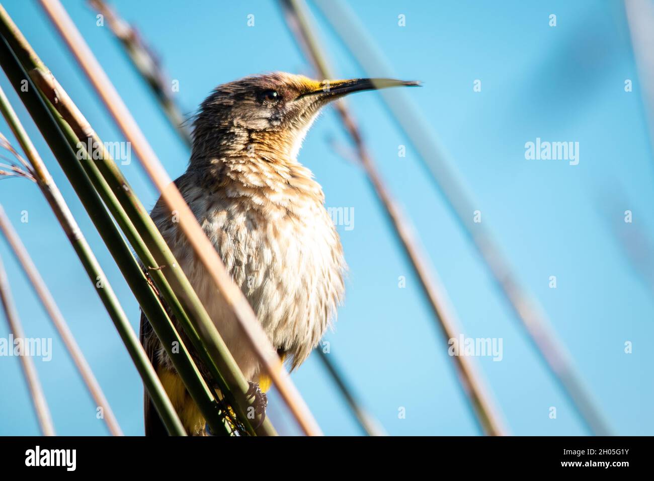A low angle shot of a small brown bird with white ruffled feathers and a yellow beak sits on a blade of grass, looking outward. Stock Photo