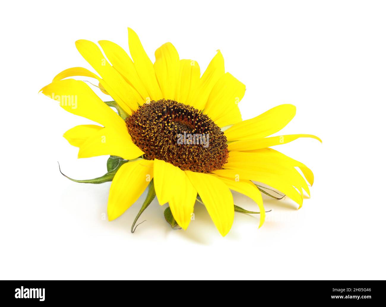 Beautiful bright sunflower on white background Stock Photo - Alamy