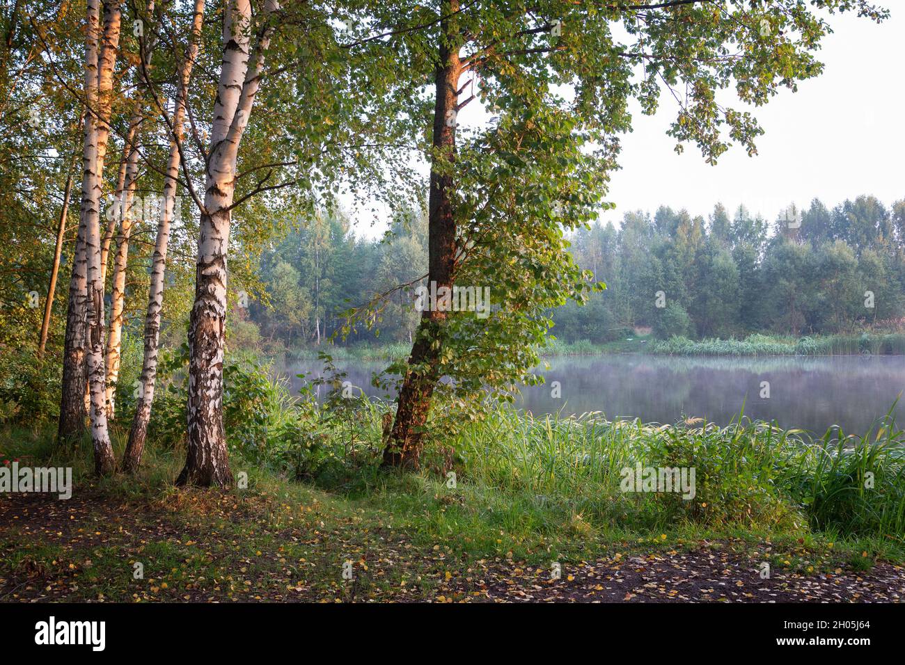 Birch trees on a foggy September morning by the lake Stock Photo