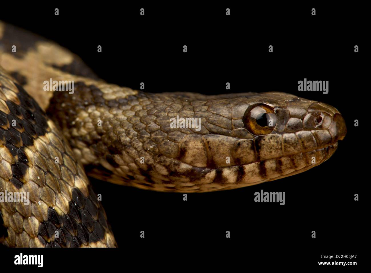 Brown Water Snake (Nerodia taxispilota) Stock Photo