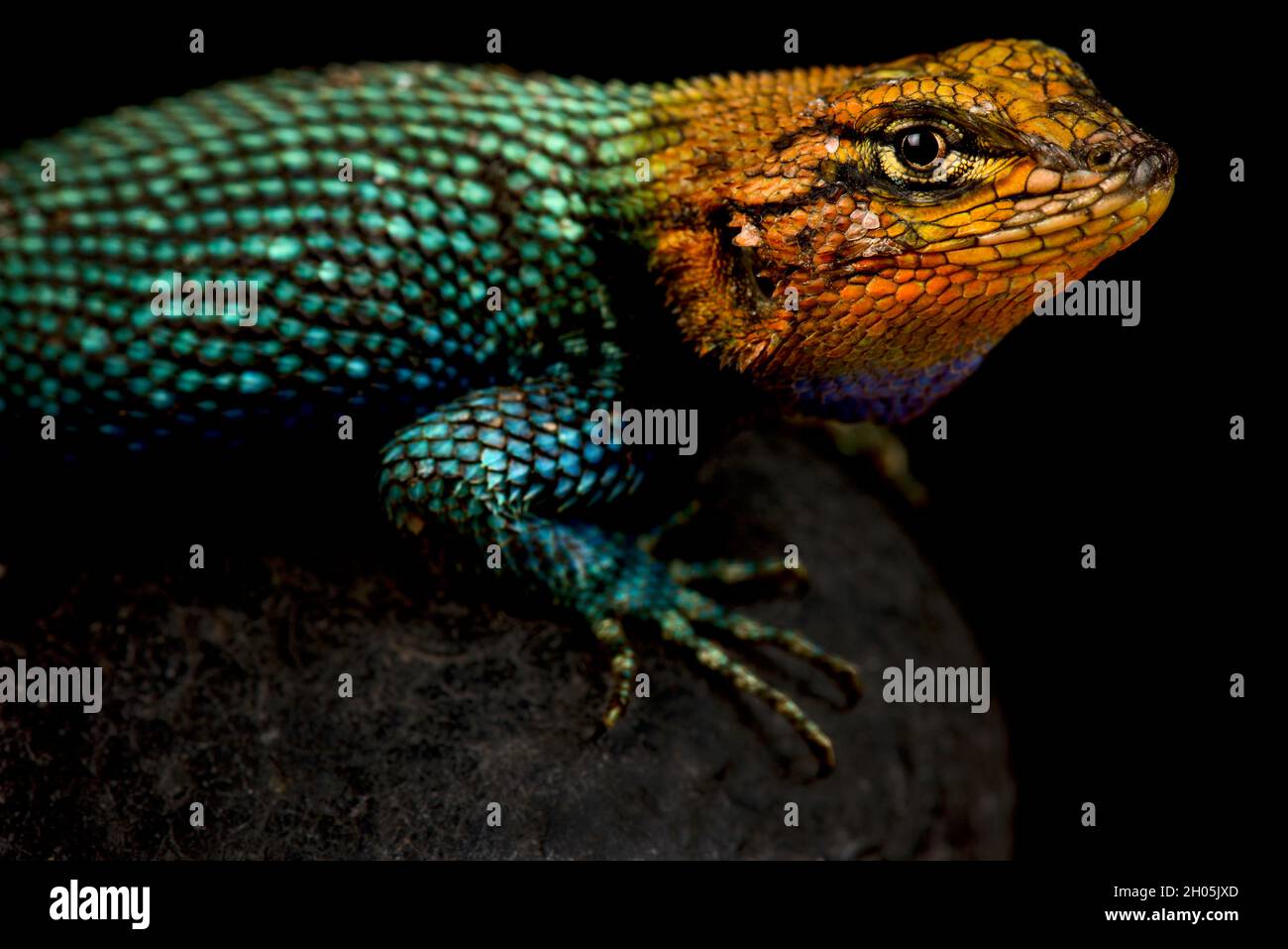 Guatemalan Emerald Spiny Lizard (Sceloporus taeniocnemis) Stock Photo