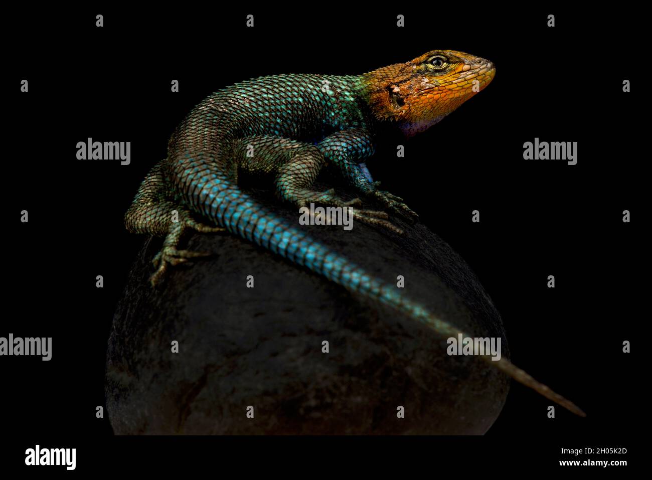 Guatemalan Emerald Spiny Lizard (Sceloporus taeniocnemis) Stock Photo