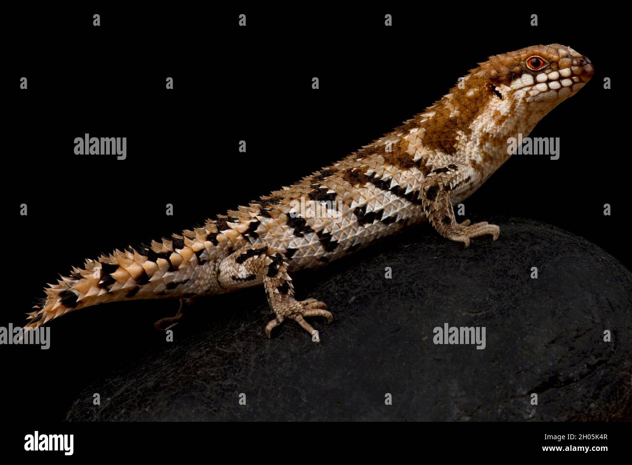 Pygmy spiny tailed skink (Egernia depressa) Stock Photo