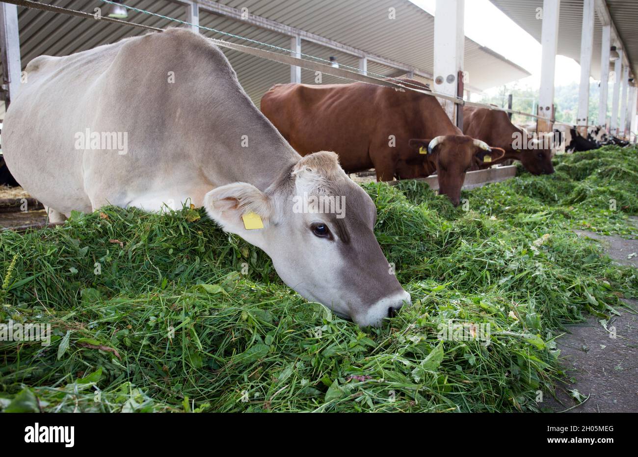 Animal feed manufacturing hires stock photography and images Alamy