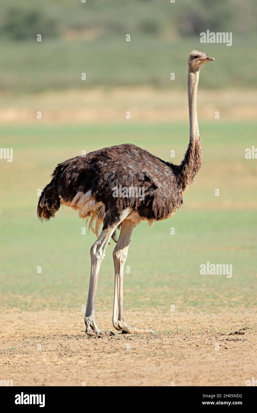 Female ostrich (Struthio camelus) in natural habitat, Kalahari desert, South Africa Stock Photo