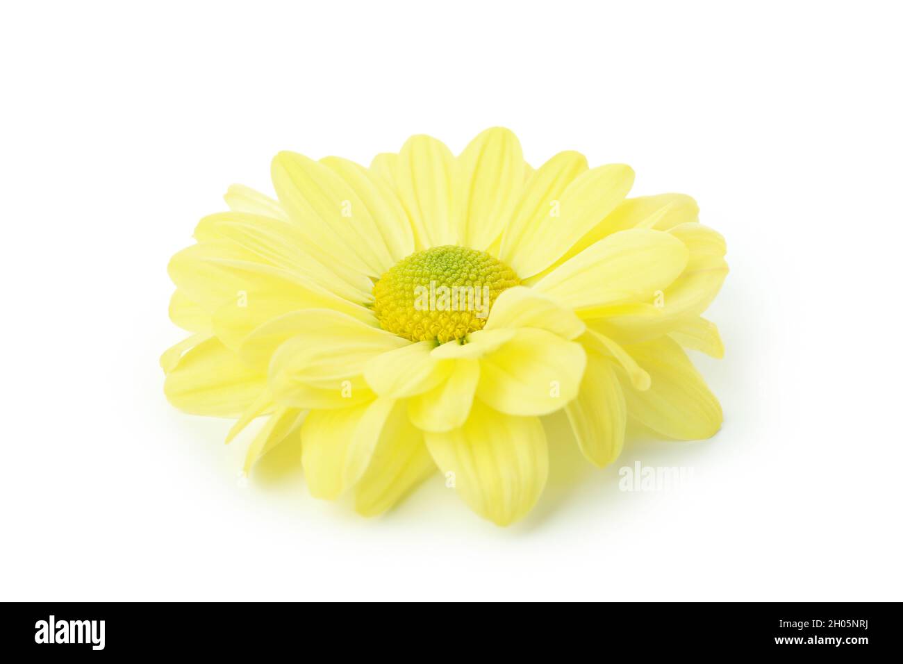 Beautiful yellow chrysanthemum isolated on white background Stock Photo