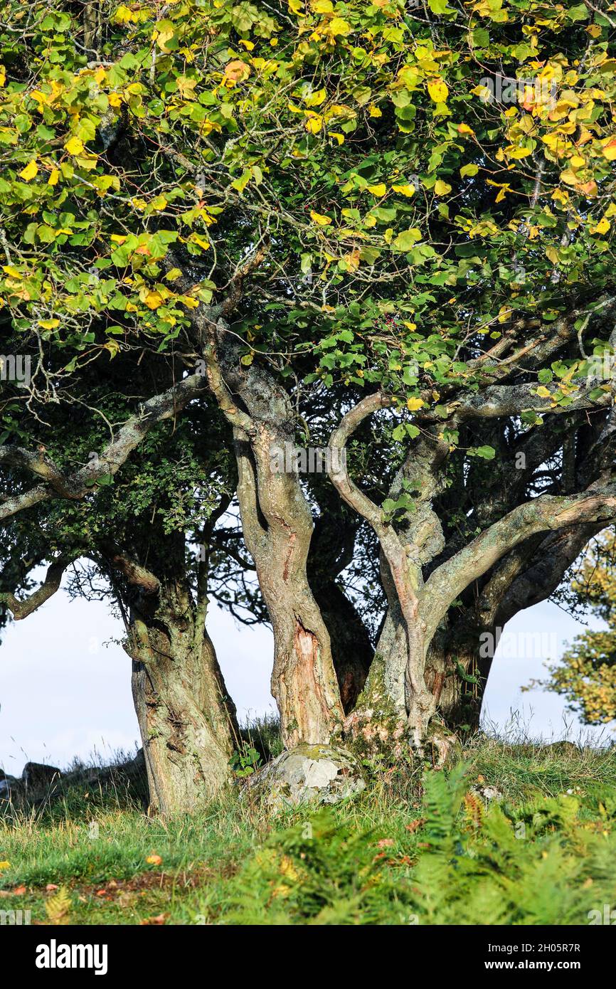Gnarled Tree Trunks in autumn, Teesdale, County Durham, UK Stock Photo