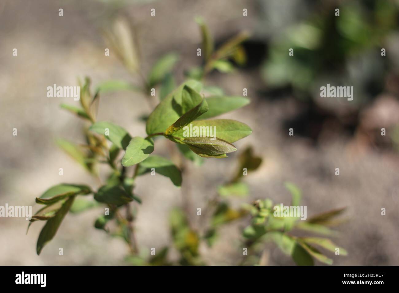 Selective focus shot of branches of a plant with green leaves Stock ...