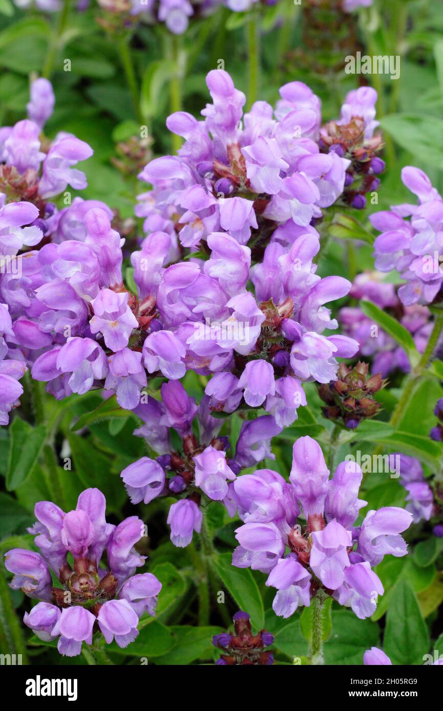 Prunella grandiflora 'Loveliness', large flowered self heal; ground cover perennial plant with tubular lilac flowers. UK Stock Photo