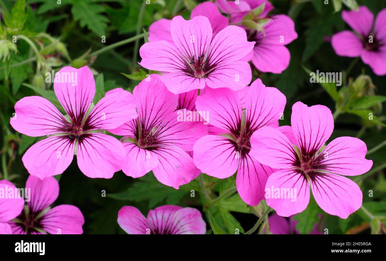 Bright pink blooms of hardy perennial Geranium 'Patricia' in a garden