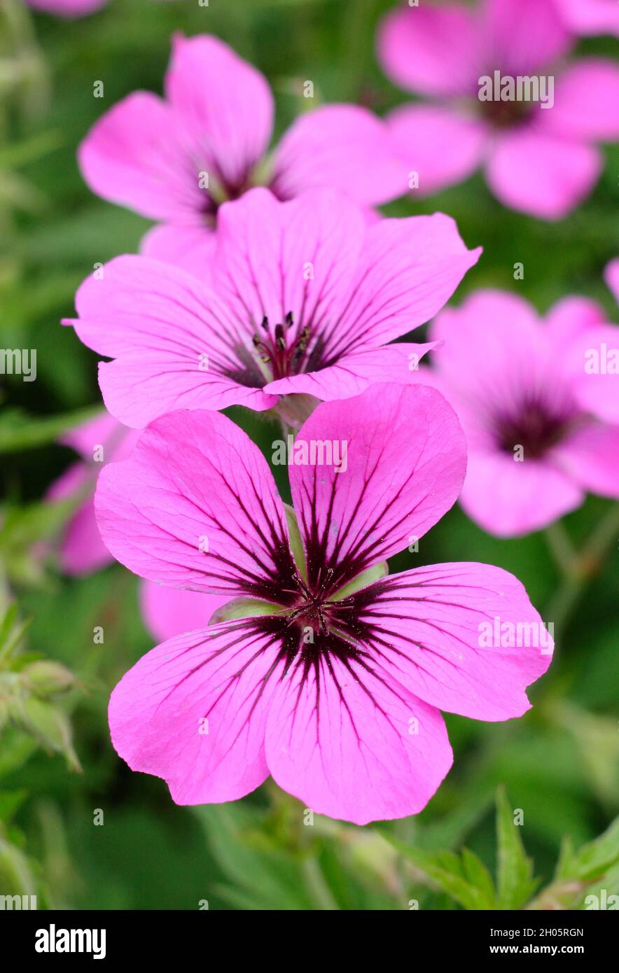 Bright pink blooms of hardy perennial Geranium 'Patricia' in a garden