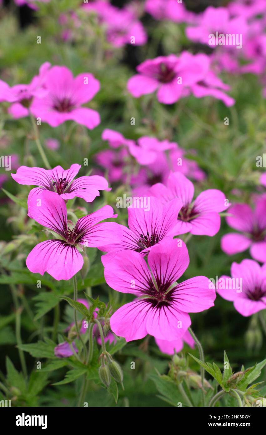 Bright pink blooms of hardy perennial Geranium 'Patricia' in a garden