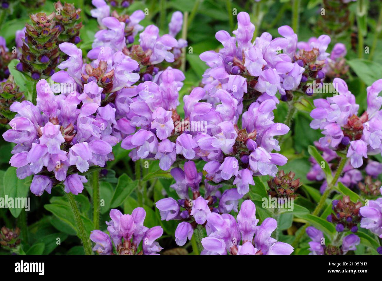 Prunella grandiflora 'Loveliness', large flowered self heal; ground cover perennial plant with tubular lilac flowers. UK Stock Photo