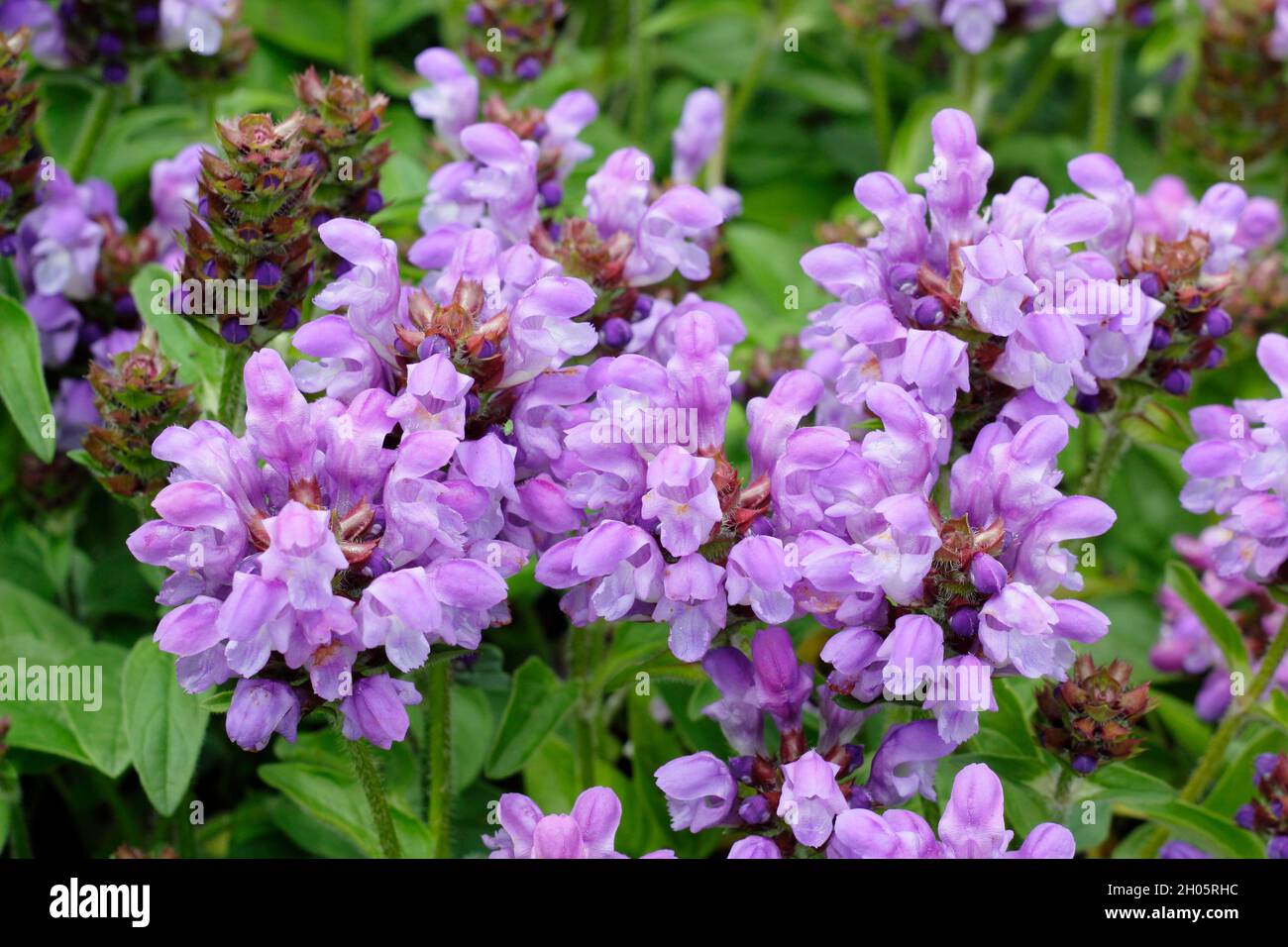 Prunella grandiflora 'Loveliness', large flowered self heal; ground