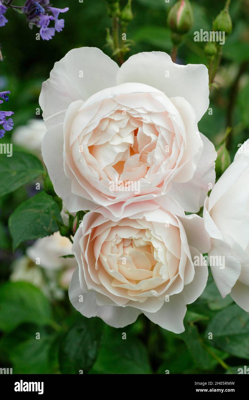 Desdemona rose. Creamy pink blossoms of Rosa 'Desdemona' (Auskindling), English shrub rose  UK Stock Photo