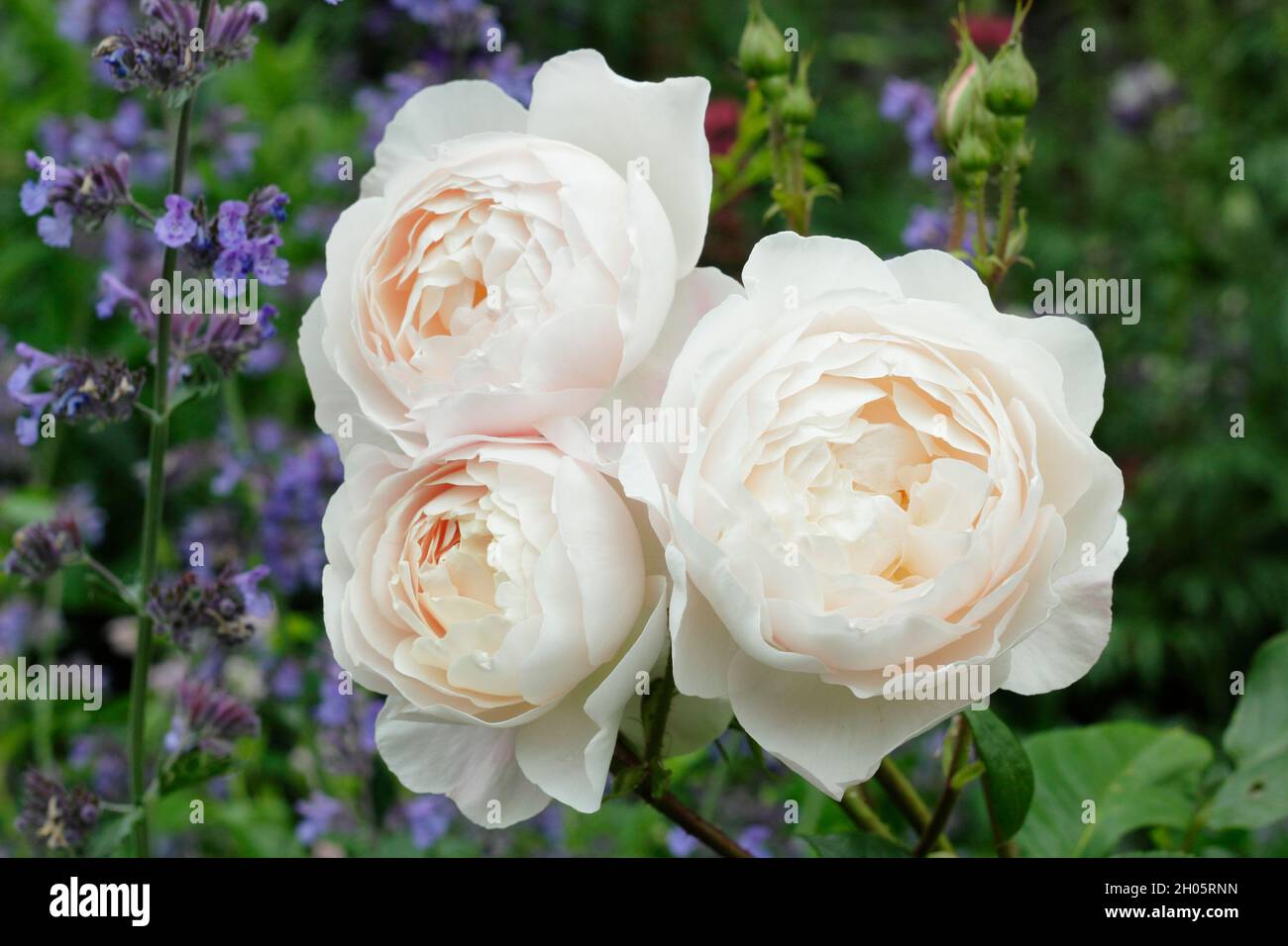 English Musk Hybrid Hi res Stock Photography And Images Alamy english-musk-hybrid-hi-res-stock-photography-and-images-alamy