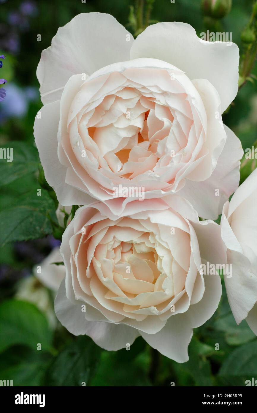 Desdemona rose. Creamy pink blossoms of Rosa 'Desdemona' (Auskindling), English shrub rose  UK Stock Photo