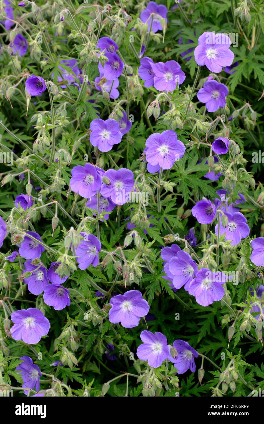 Hybrid geranium 'Brookside' cranesbill displaying abundant deep violet flowers in a garden border .UK Stock Photo