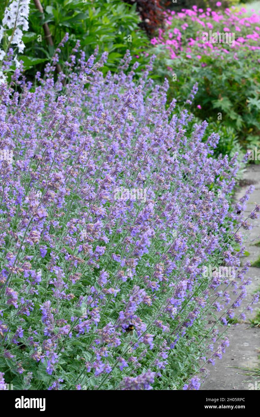 Nepeta racemosa 'Walker's Low' catmint  flowering in a mid summer garden border. UK Stock Photo
