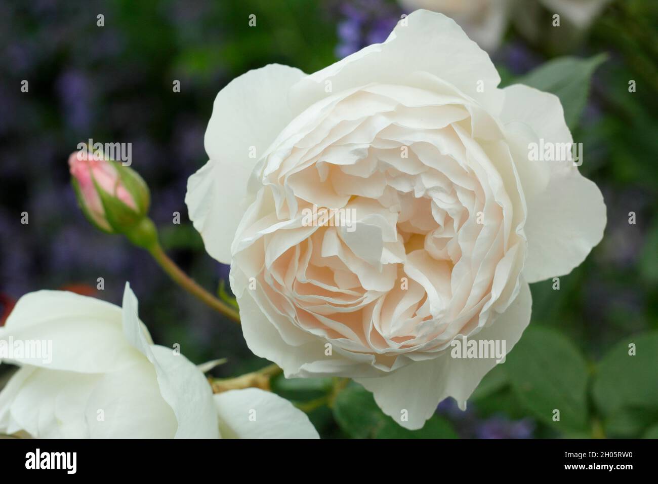 Rosa desdemona hi-res stock photography and images - Alamy